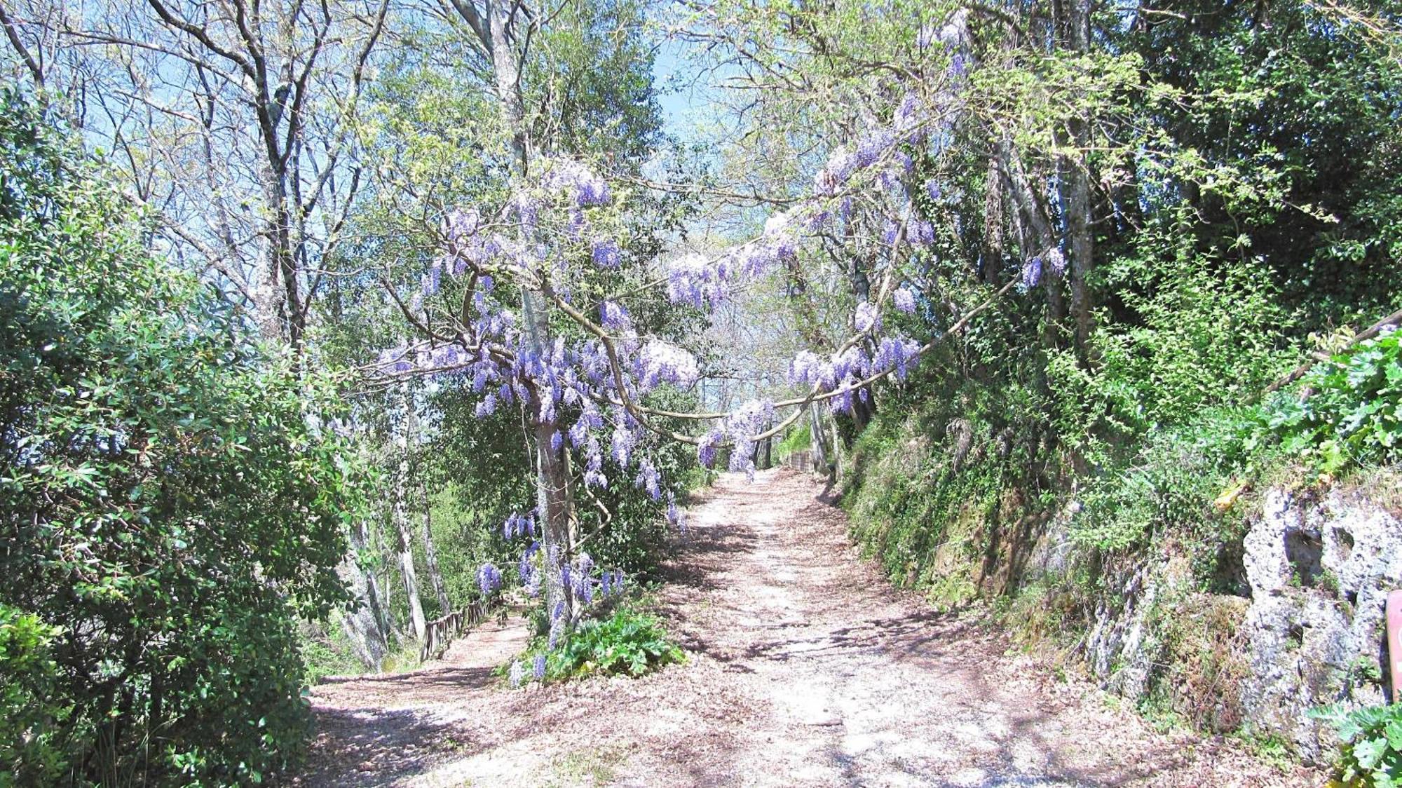 Villa Montecasciano Primula Capranica Esterno foto